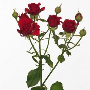 Роза кустовая Блаш Баблс