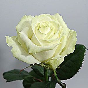 Роза белая Аваланш (Россия)