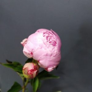 Пион Розовый