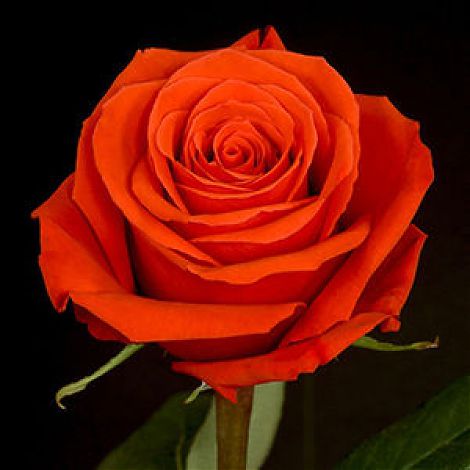 роза нина эквадор