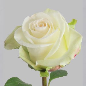 Роза белая Альба (Эквадор)